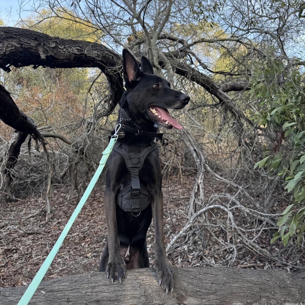 Romeo, a Adoptable mixed breed in San Diego, CA image 2/6