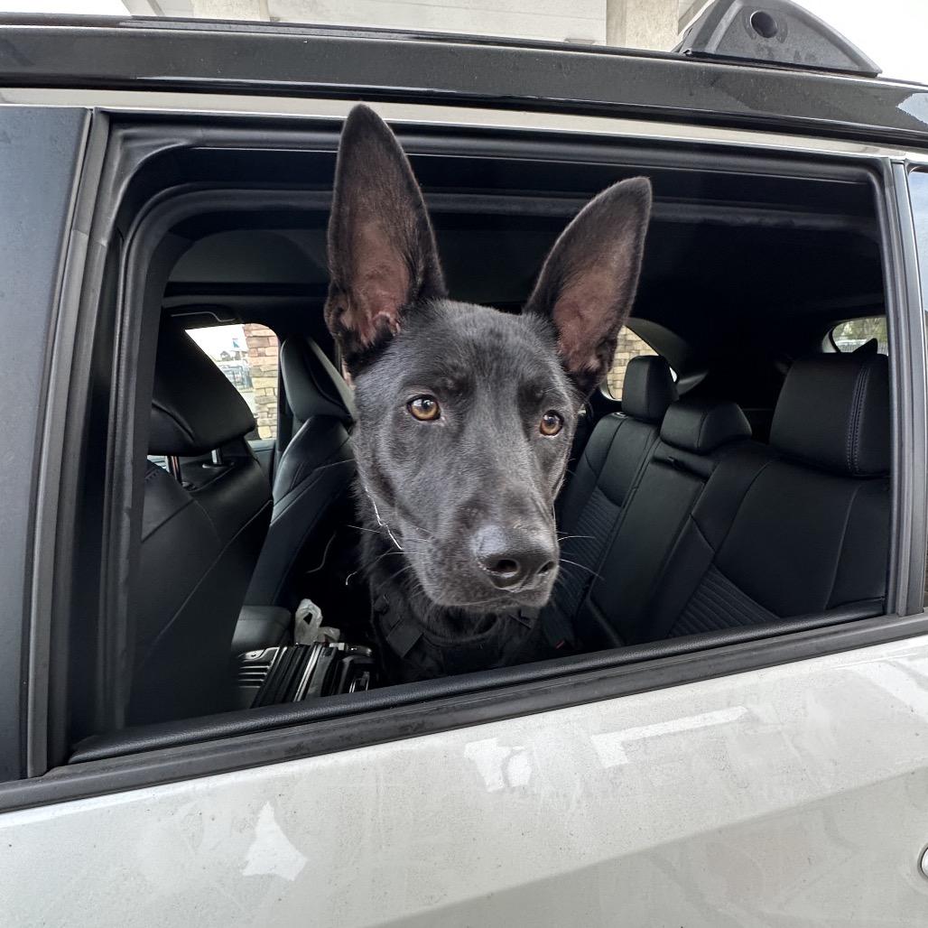 Romeo, a Adoptable mixed breed in San Diego, CA image 3/6
