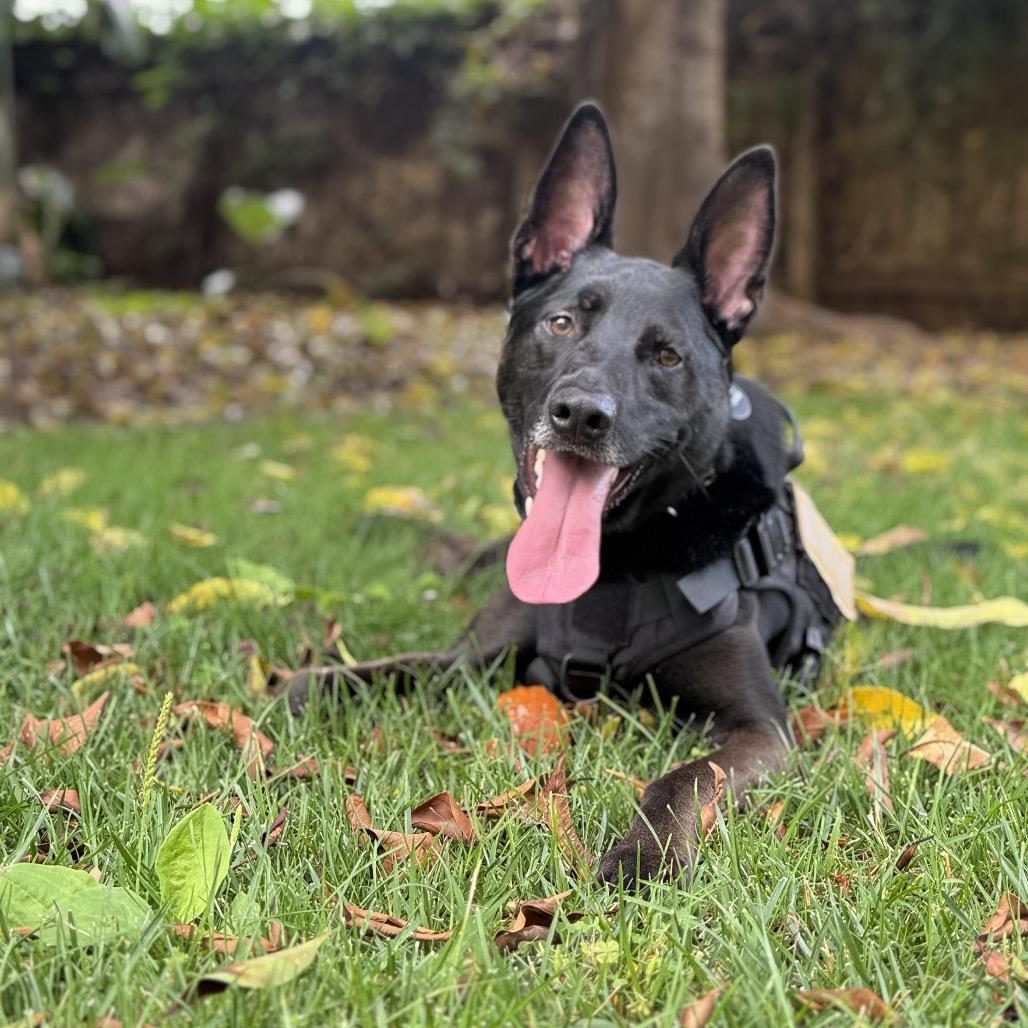 Romeo, a Adoptable mixed breed in San Diego, CA image 4/6