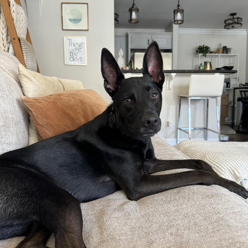 Romeo, a Adoptable mixed breed in San Diego, CA image 5/6
