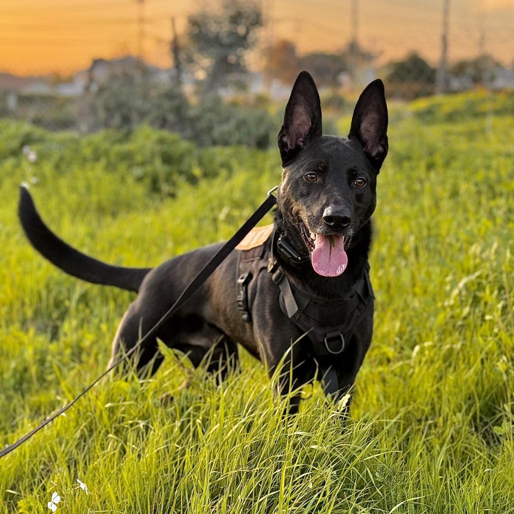Romeo, a Adoptable mixed breed in San Diego, CA image 6/6