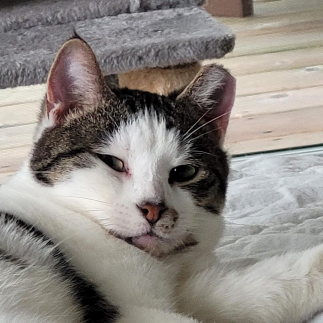 Foccacia, Adoptable, Adult Female Domestic Short Hair.