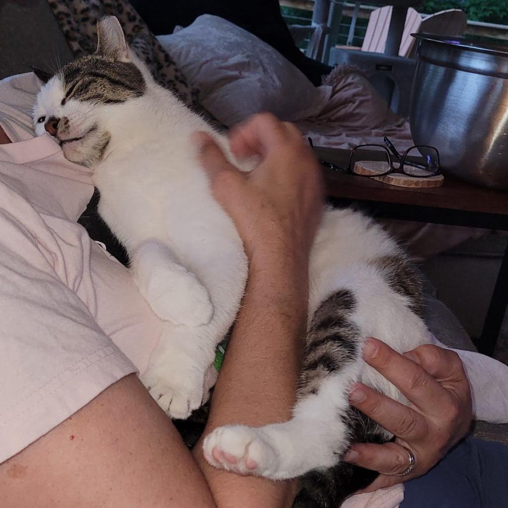 Enlarge Foccacia, a Adoptable Domestic Short Hair in Traverse City, MI image 2/6
