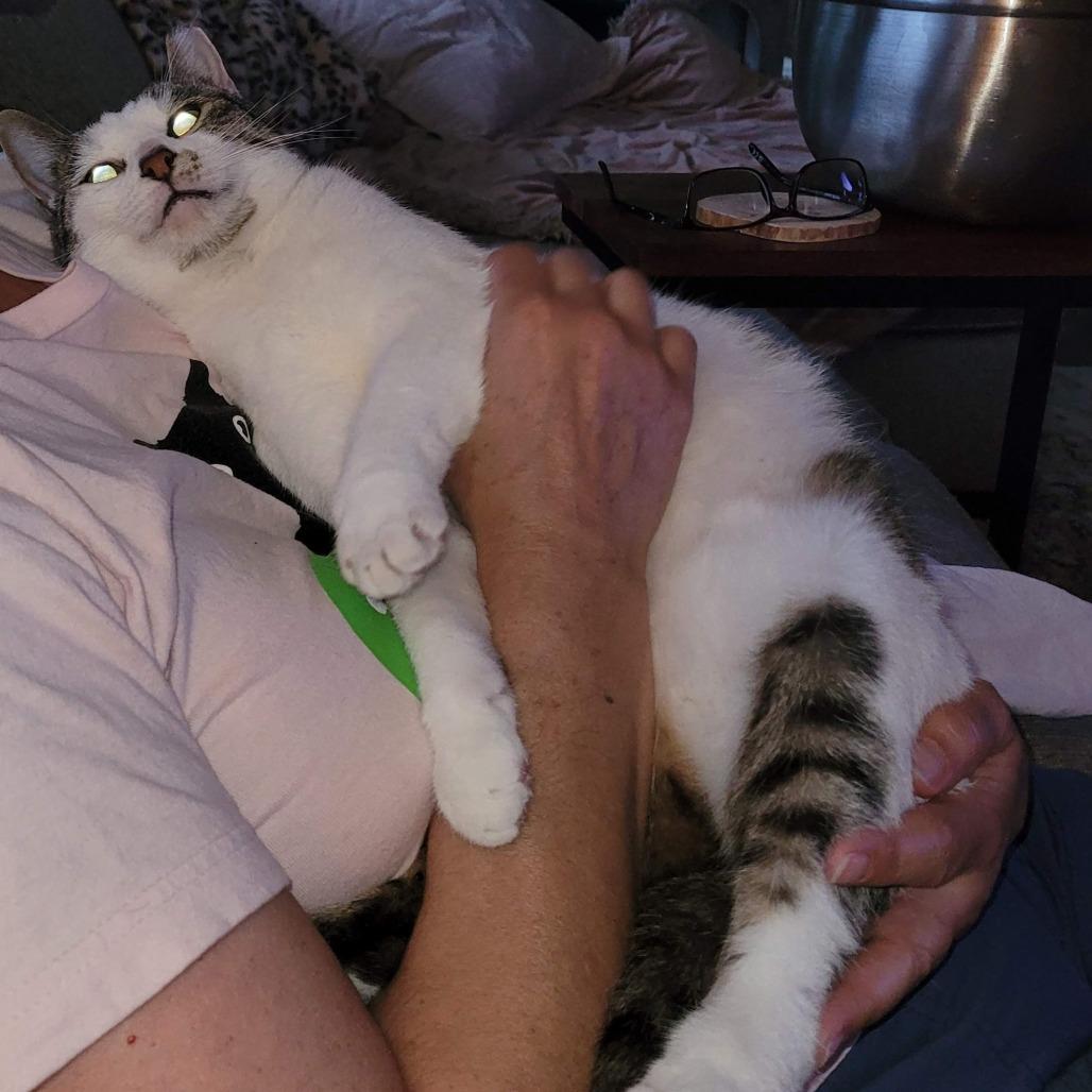 Enlarge Foccacia, a Adoptable Domestic Short Hair in Traverse City, MI image 3/6