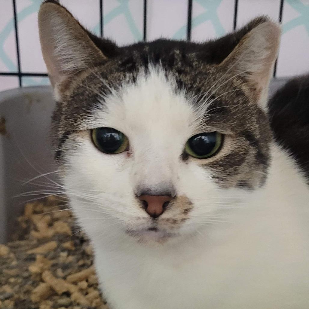 Enlarge Foccacia, a Adoptable Domestic Short Hair in Traverse City, MI image 2/4
