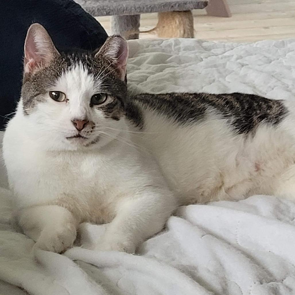 Enlarge Foccacia, a Adoptable Domestic Short Hair in Traverse City, MI image 3/4