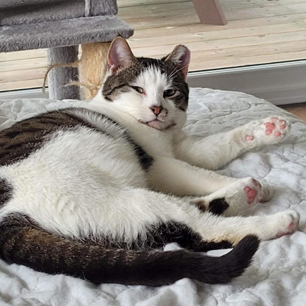 Enlarge Foccacia, a Adoptable Domestic Short Hair in Traverse City, MI image 4/4