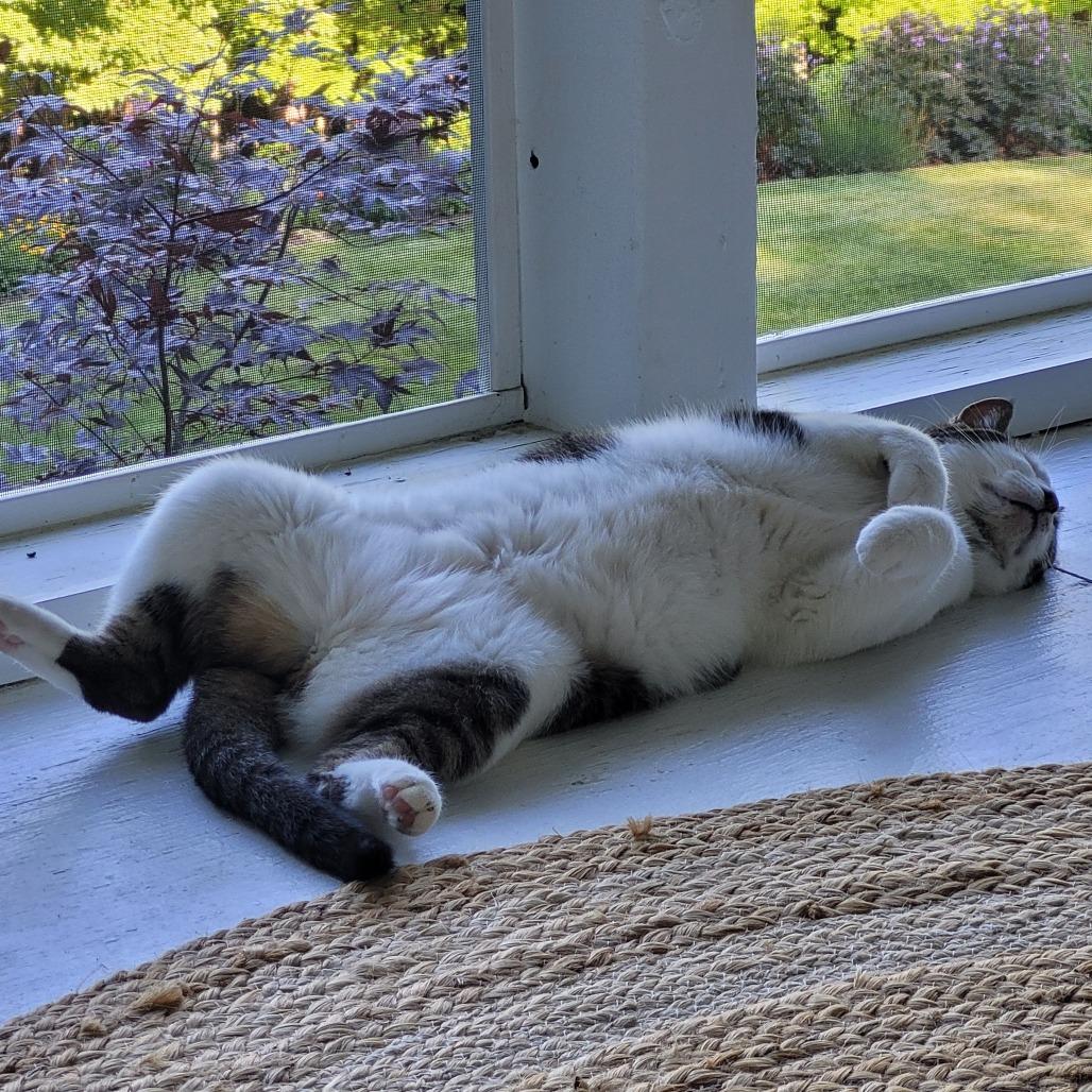 Enlarge Foccacia, a Adoptable Domestic Short Hair in Traverse City, MI image 6/6