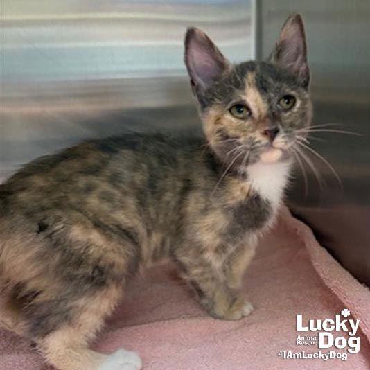 Enlarge Foxie, a Adopted Domestic Short Hair in Washington, DC image 1/1