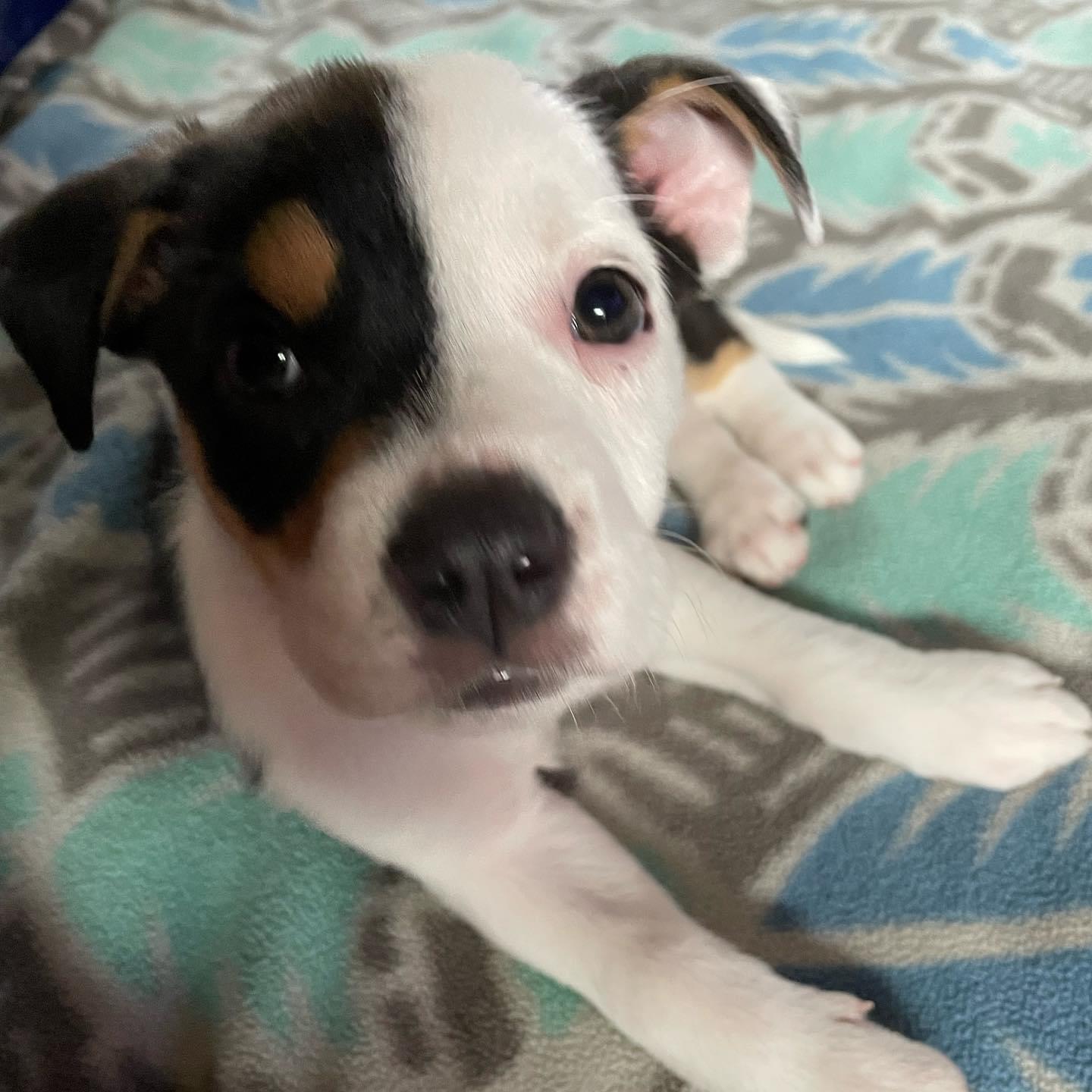 Delia, Adopted, Adult Female American Bulldog & Border Collie.