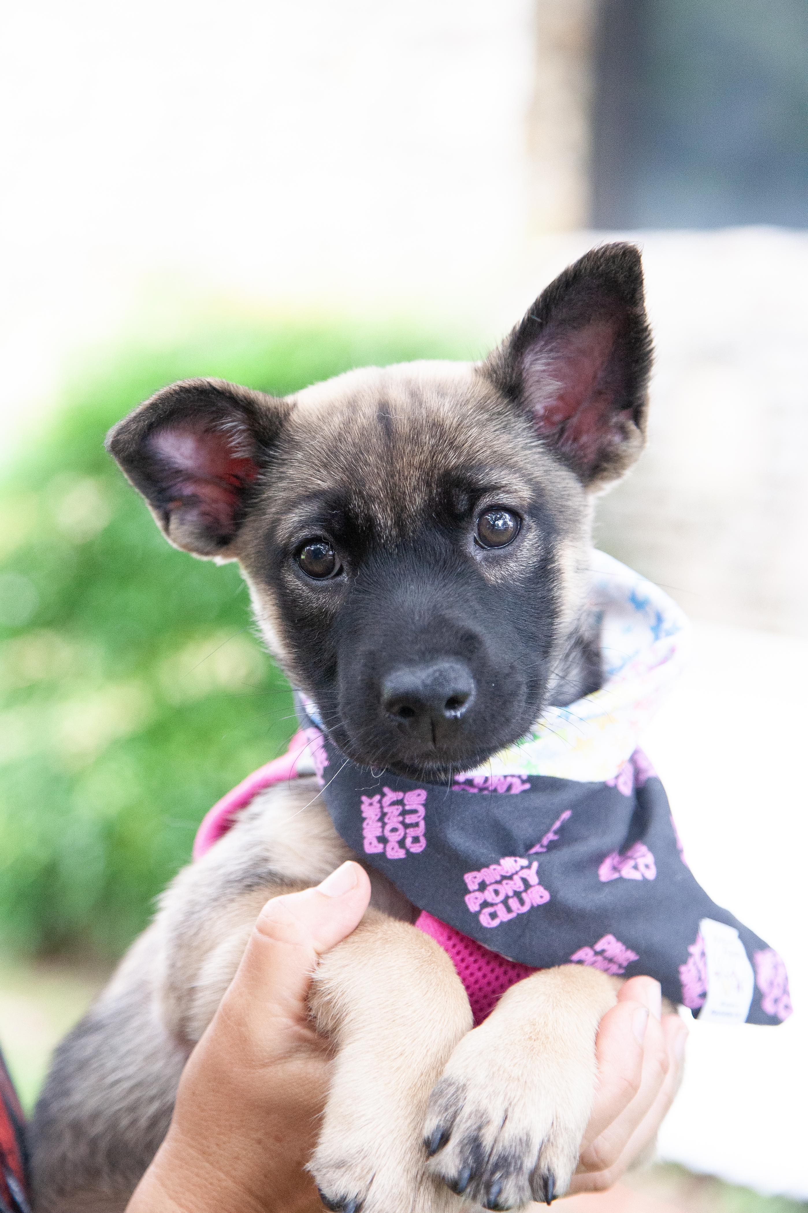 Dora, a ADOPTABLE Shepherd in Brentwood, TN image 1/5