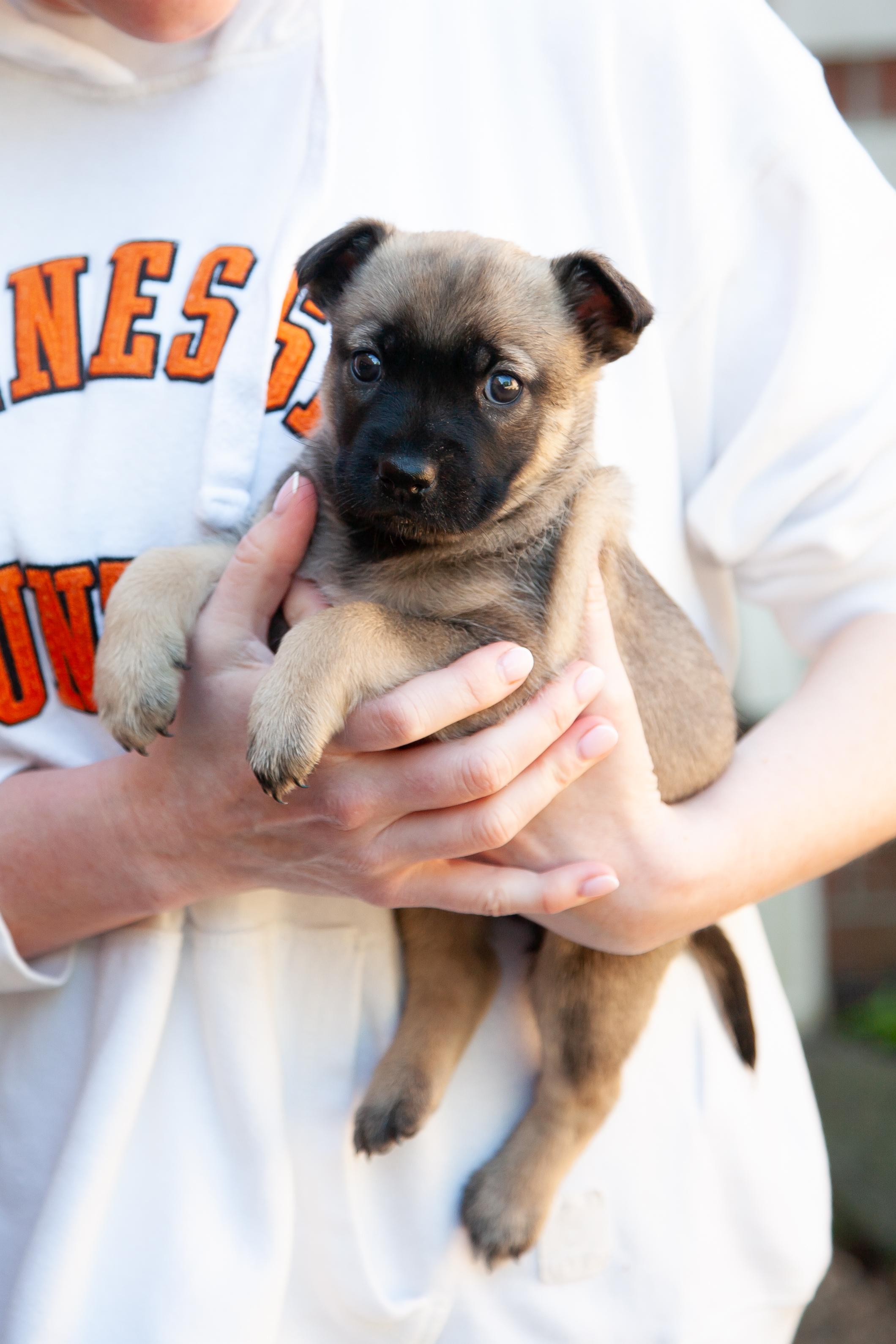 Enlarge Dora, a ADOPTABLE Shepherd in Brentwood, TN image 2/2