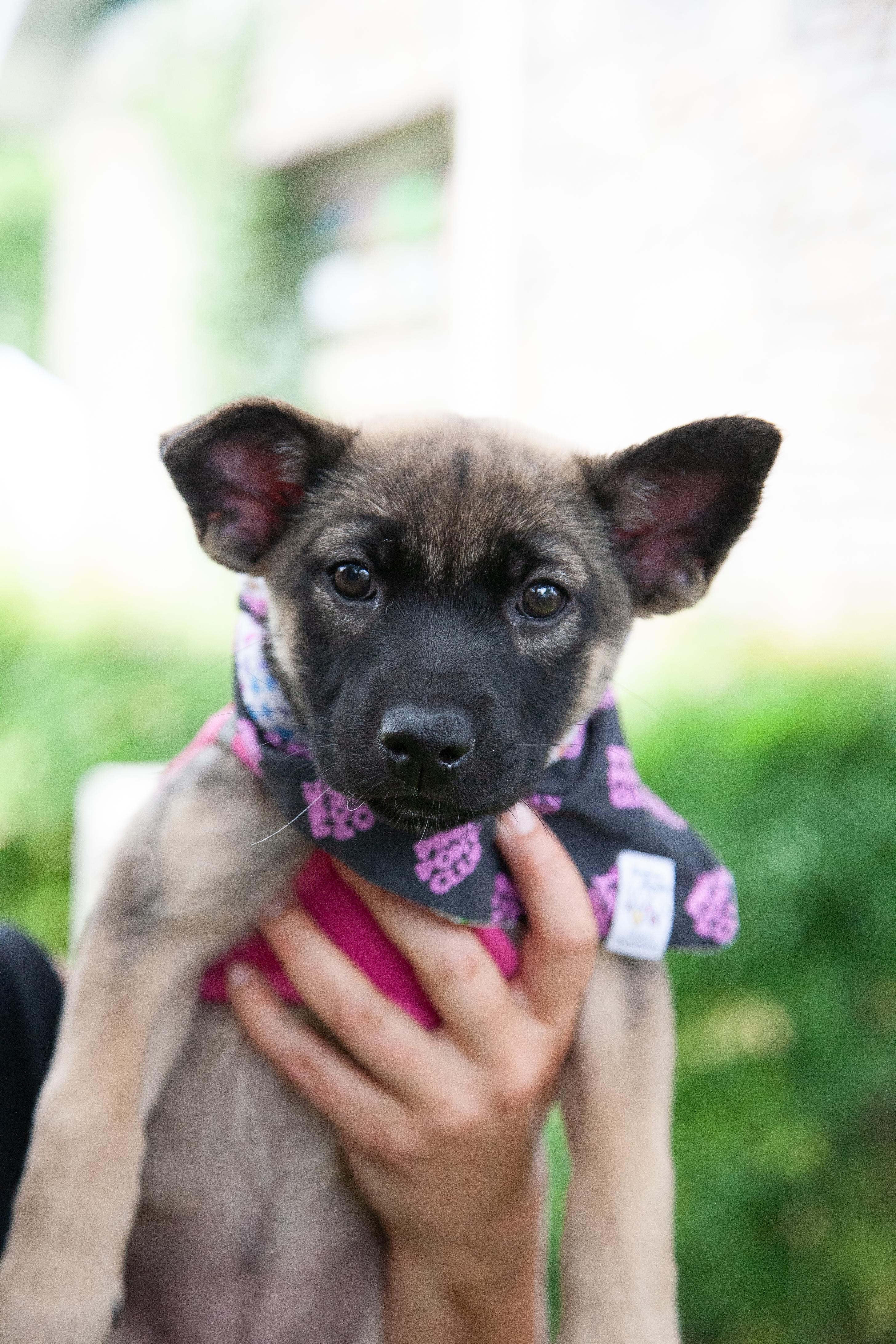 Dora, a ADOPTABLE Shepherd in Brentwood, TN image 2/5