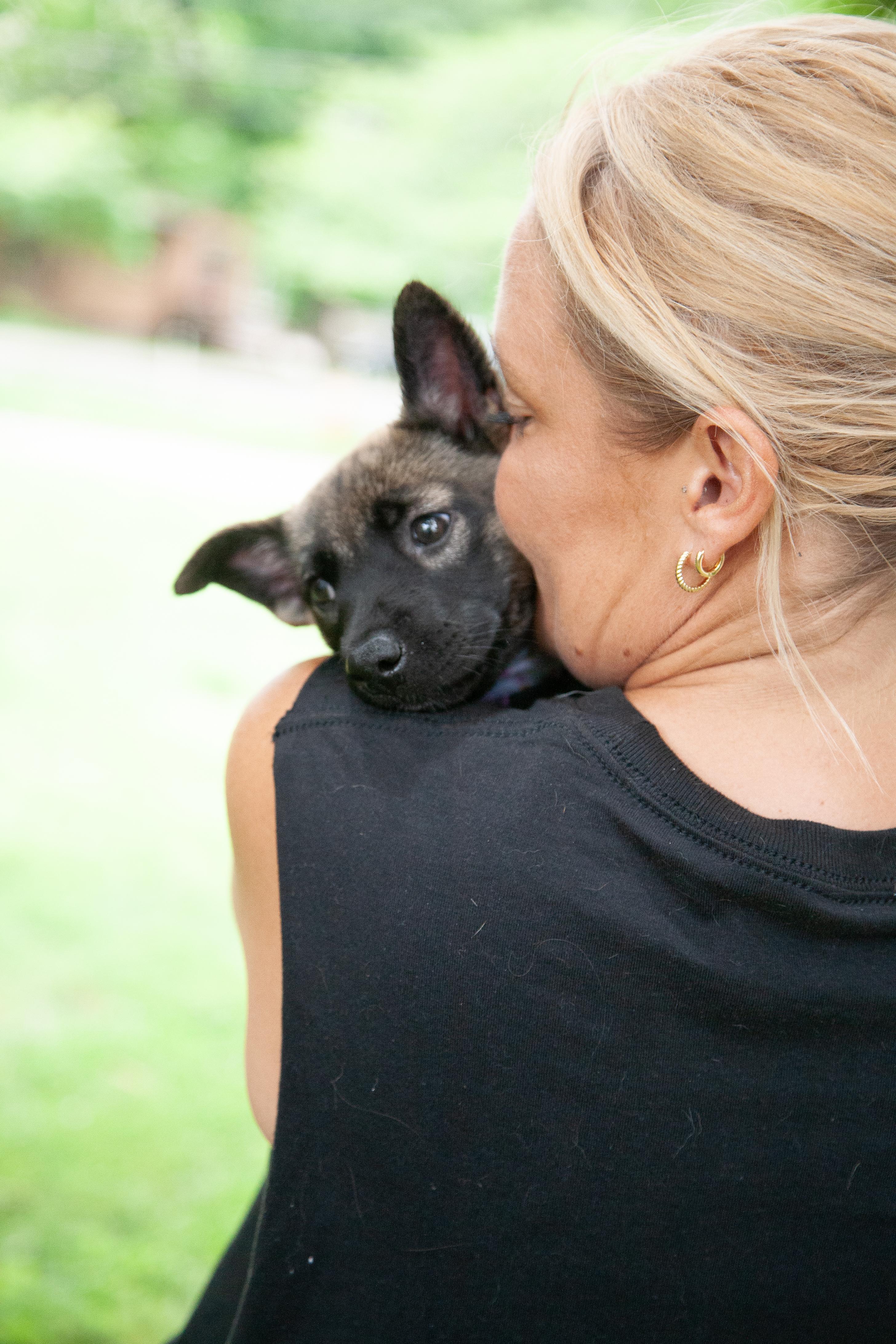 Dora, a ADOPTABLE Shepherd in Brentwood, TN image 3/5