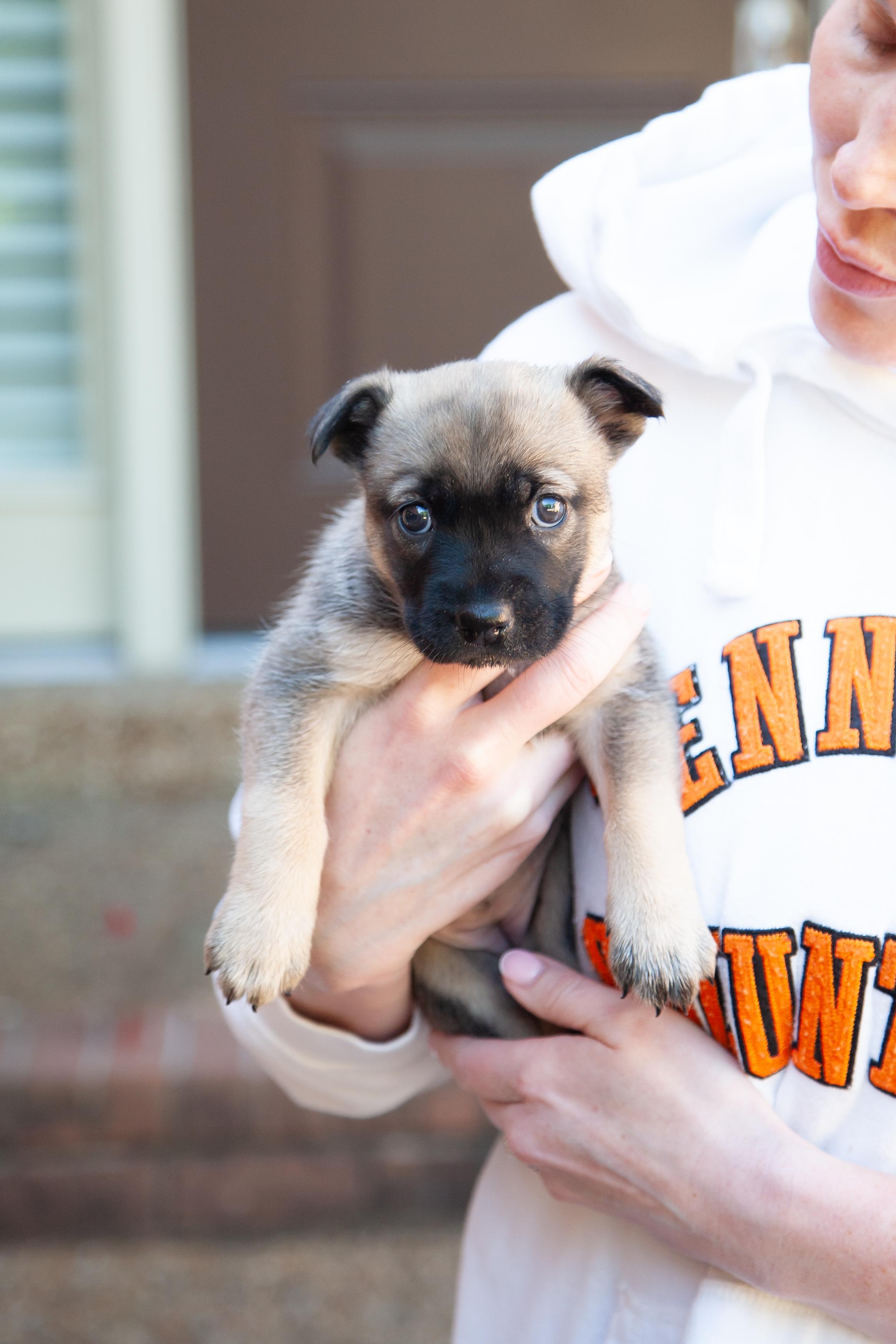 Enlarge Dora, a ADOPTABLE Shepherd in Brentwood, TN image 1/2
