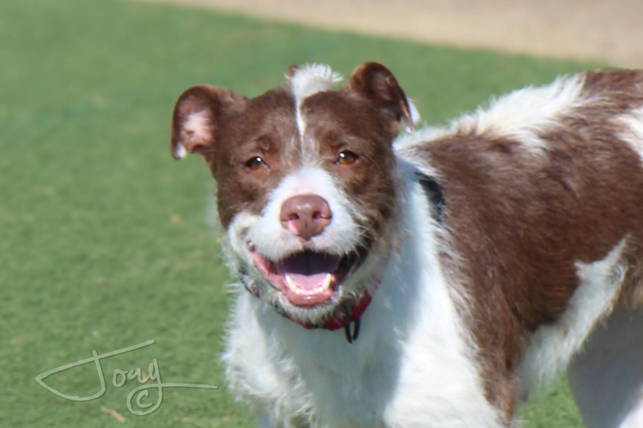 Enlarge Tinsley, a Adopted mixed breed in Jackson, MS image 1/2