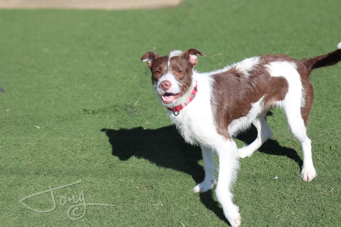 Enlarge Tinsley, a Adopted mixed breed in Jackson, MS image 2/2