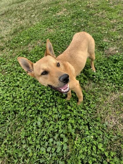 Smokey, Adoptable, Adult Male Mixed Breed & Mixed Breed.
