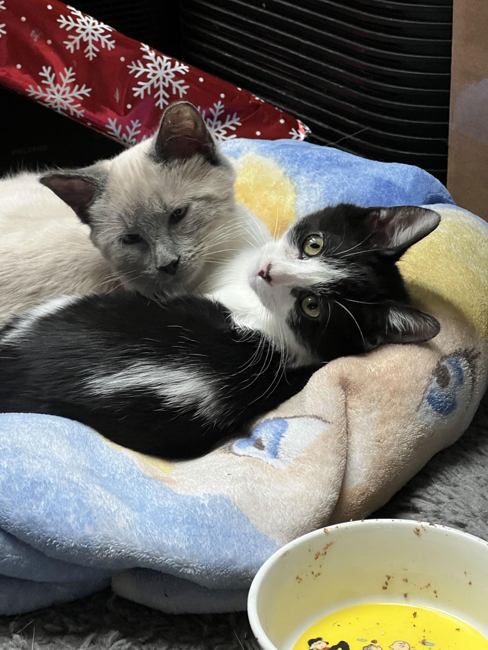 Miss Maple, Adoptable, Young Female Domestic Short Hair.