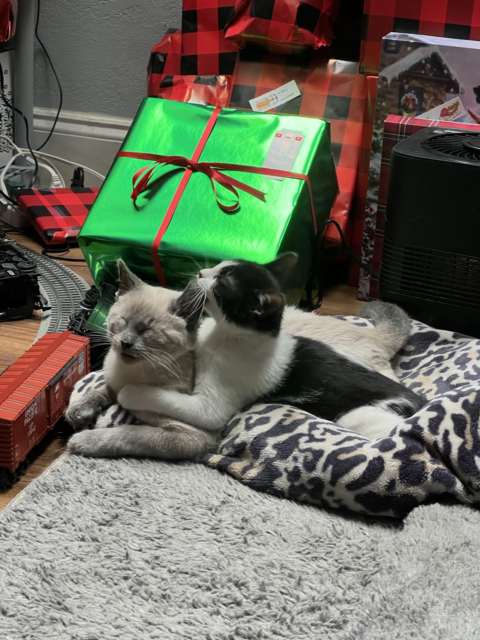 Enlarge Miss Maple, a Adoptable Domestic Short Hair in Laramie, WY image 2/3