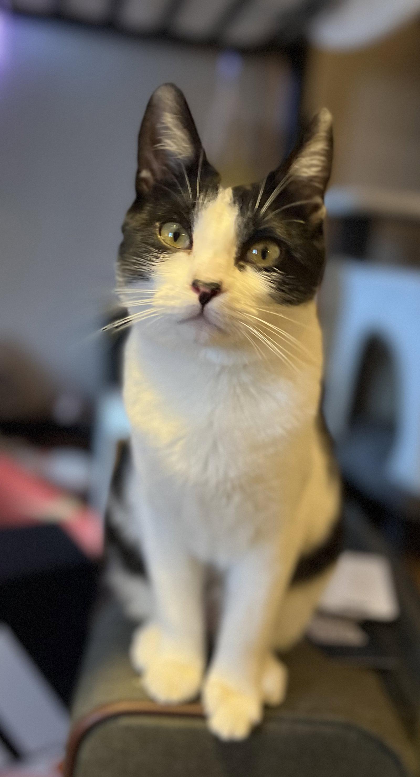 Miss Maple, Adoptable, Young Female Domestic Short Hair.