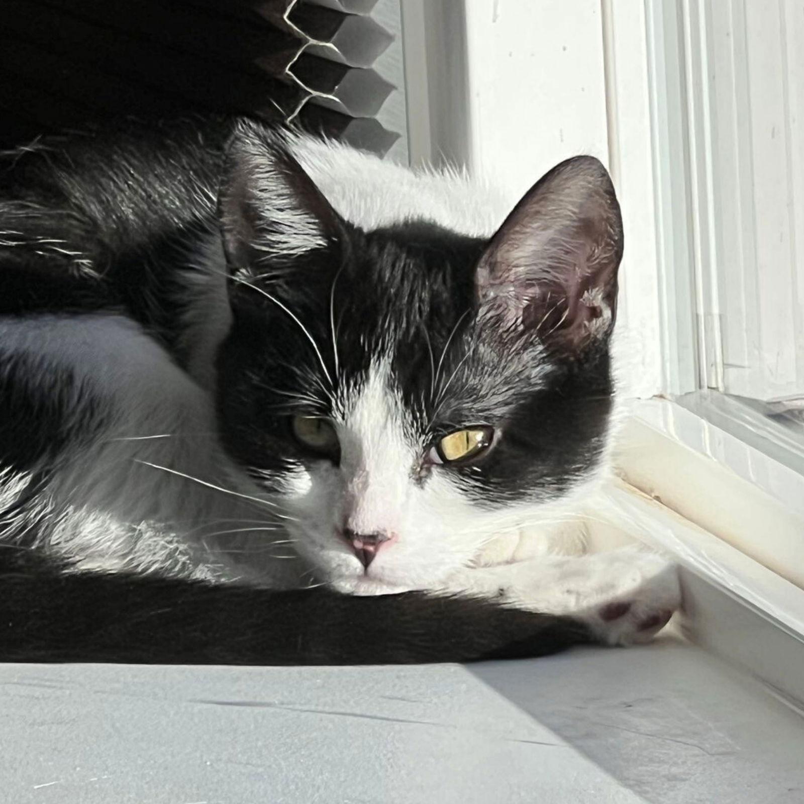 Enlarge Miss Maple, a Adoptable Domestic Short Hair in Laramie, WY image 3/3