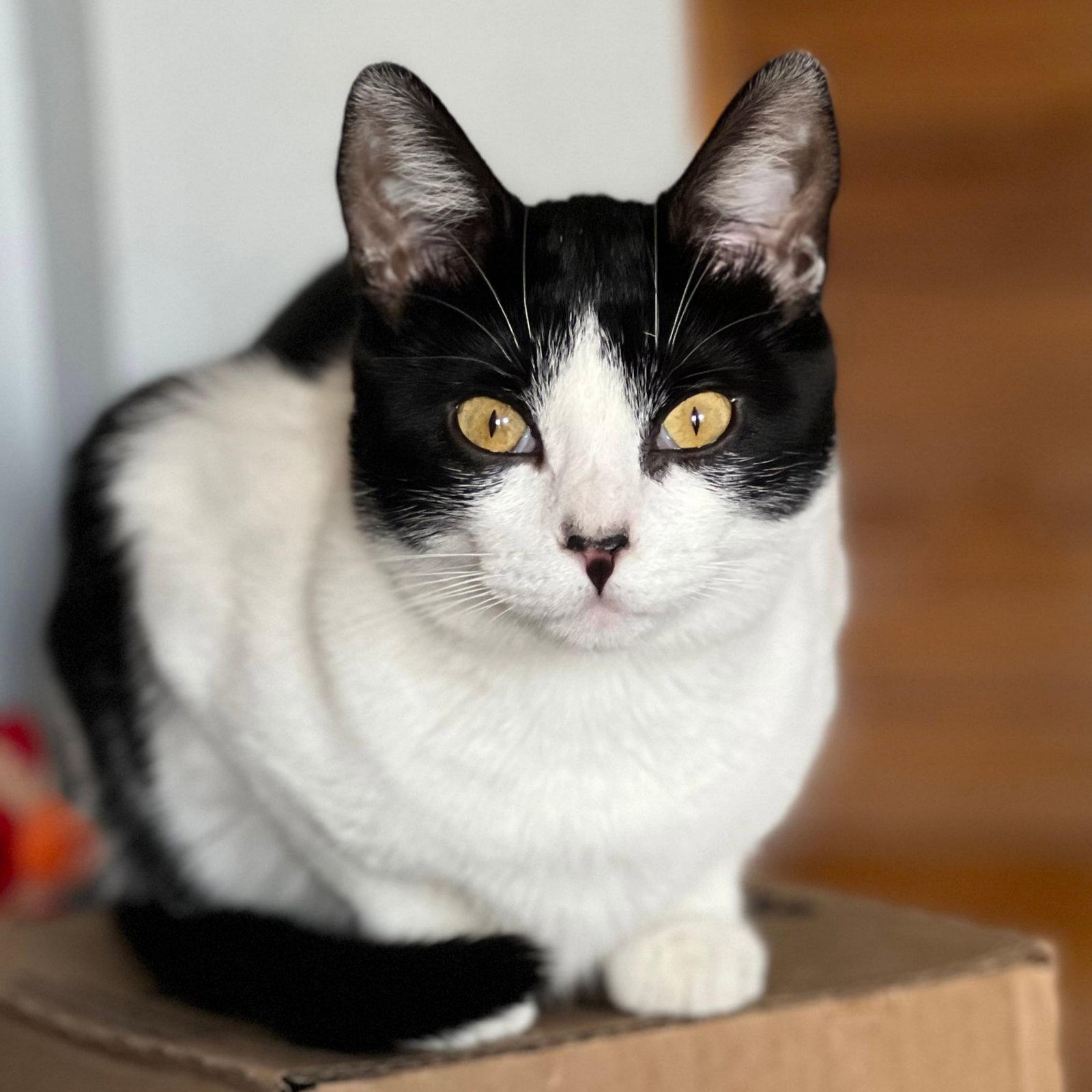 Enlarge Miss Maple, a Adoptable Domestic Short Hair in Laramie, WY image 2/3