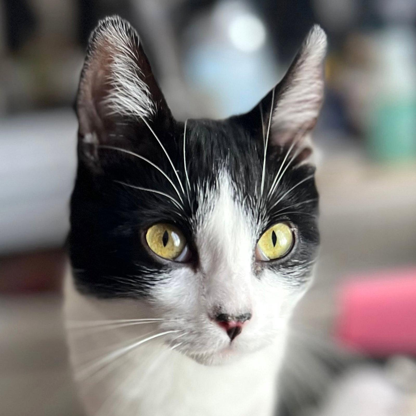 Enlarge Miss Maple, a Adoptable Domestic Short Hair in Laramie, WY image 3/3