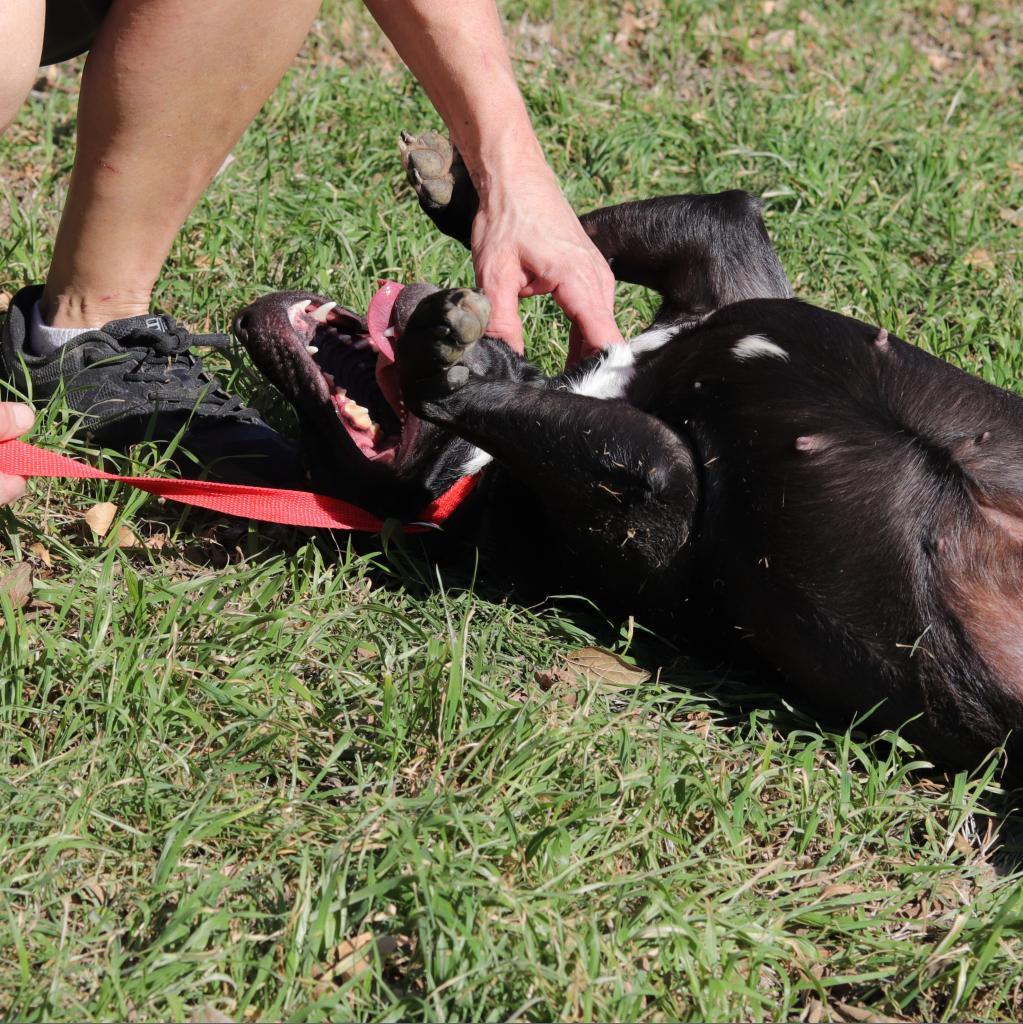 Enlarge Zelda, a Adoptable mixed breed in San Antonio, TX image 1/6