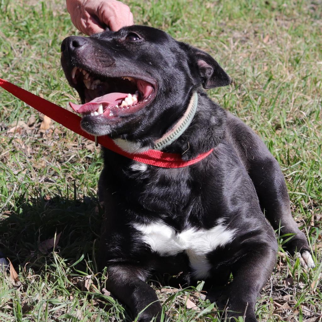 Enlarge Zelda, a Adoptable mixed breed in San Antonio, TX image 2/6