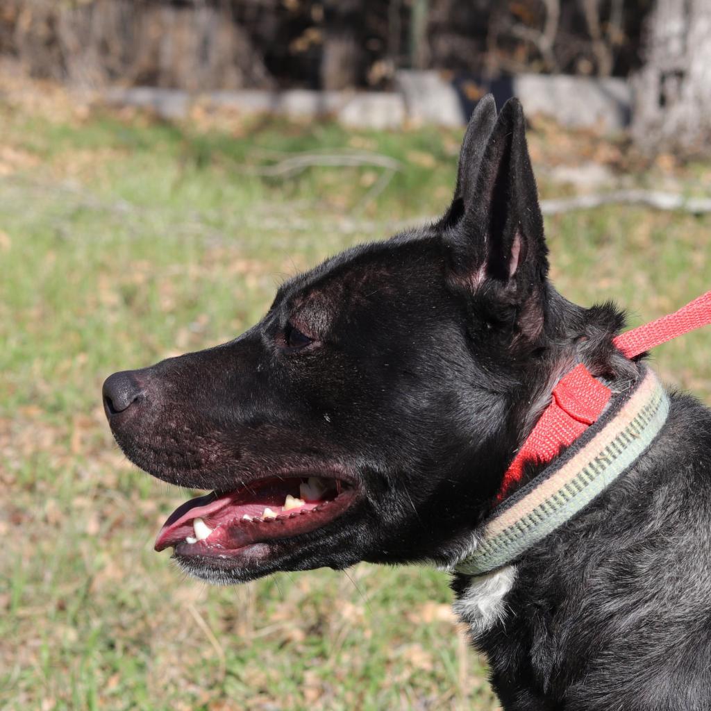 Enlarge Zelda, a Adoptable mixed breed in San Antonio, TX image 3/6
