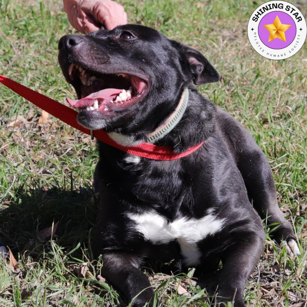 Enlarge Zelda, a Adoptable mixed breed in San Antonio, TX image 4/6