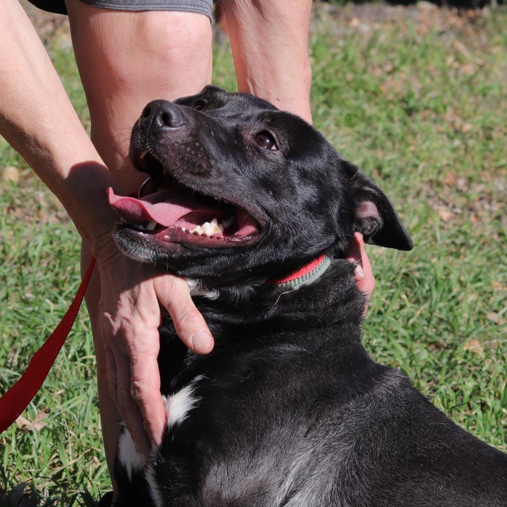 Enlarge Zelda, a Adoptable mixed breed in San Antonio, TX image 5/6