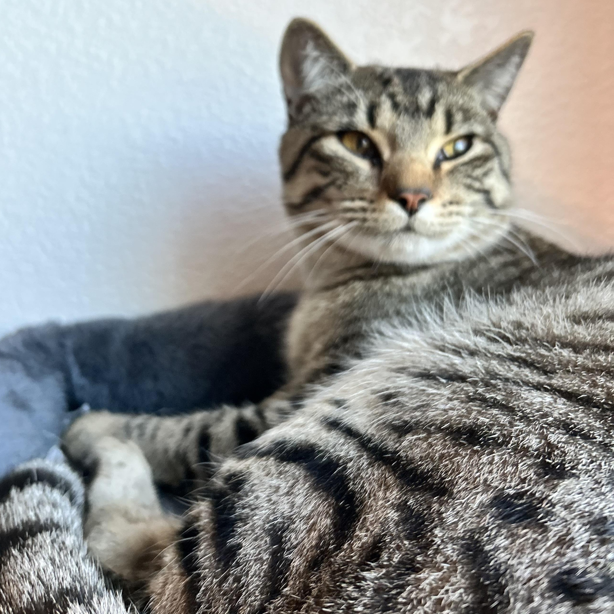 Enlarge Cookie, a Adoptable mixed breed in Colorado Springs, CO image 2/3