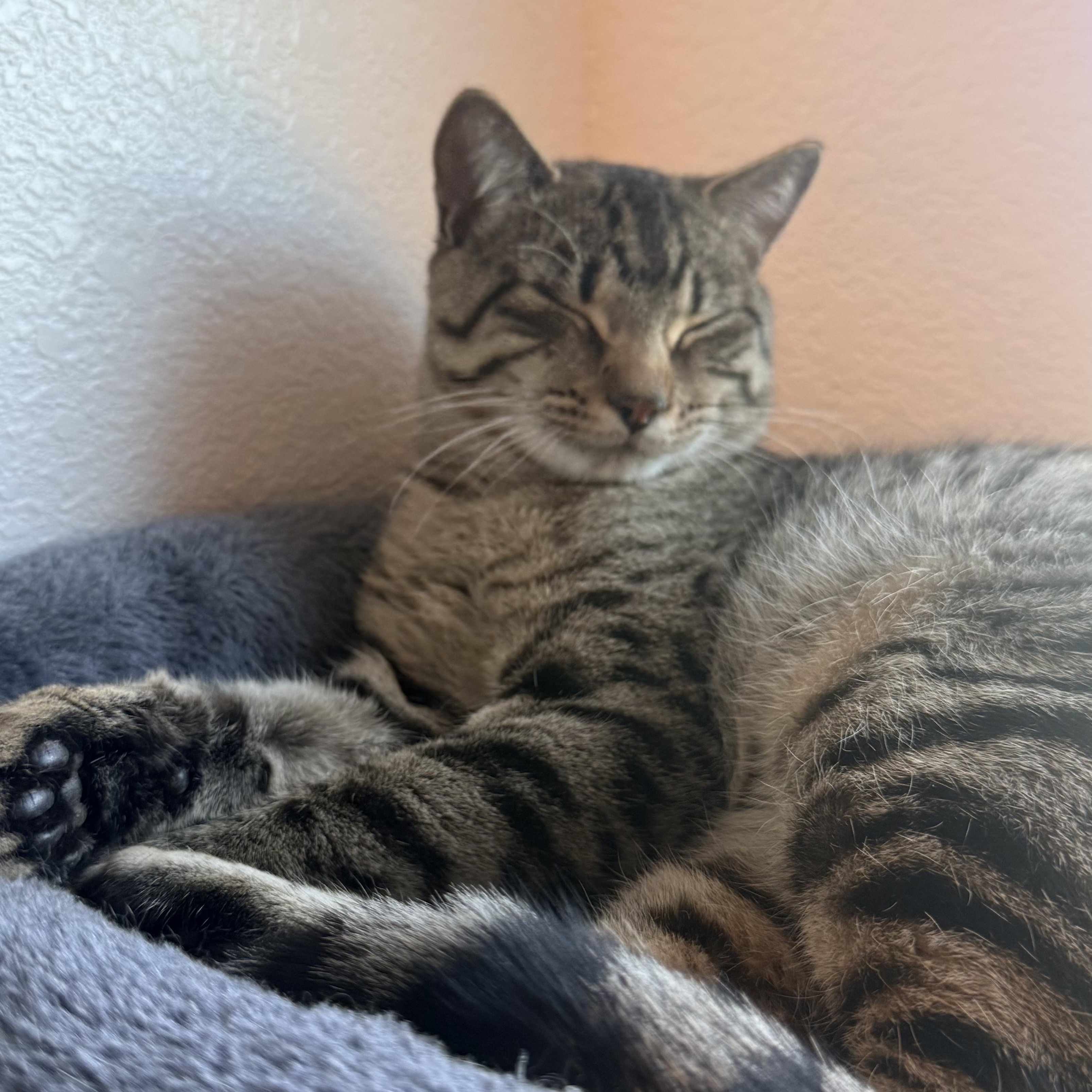 Enlarge Cookie, a Adoptable mixed breed in Colorado Springs, CO image 1/3