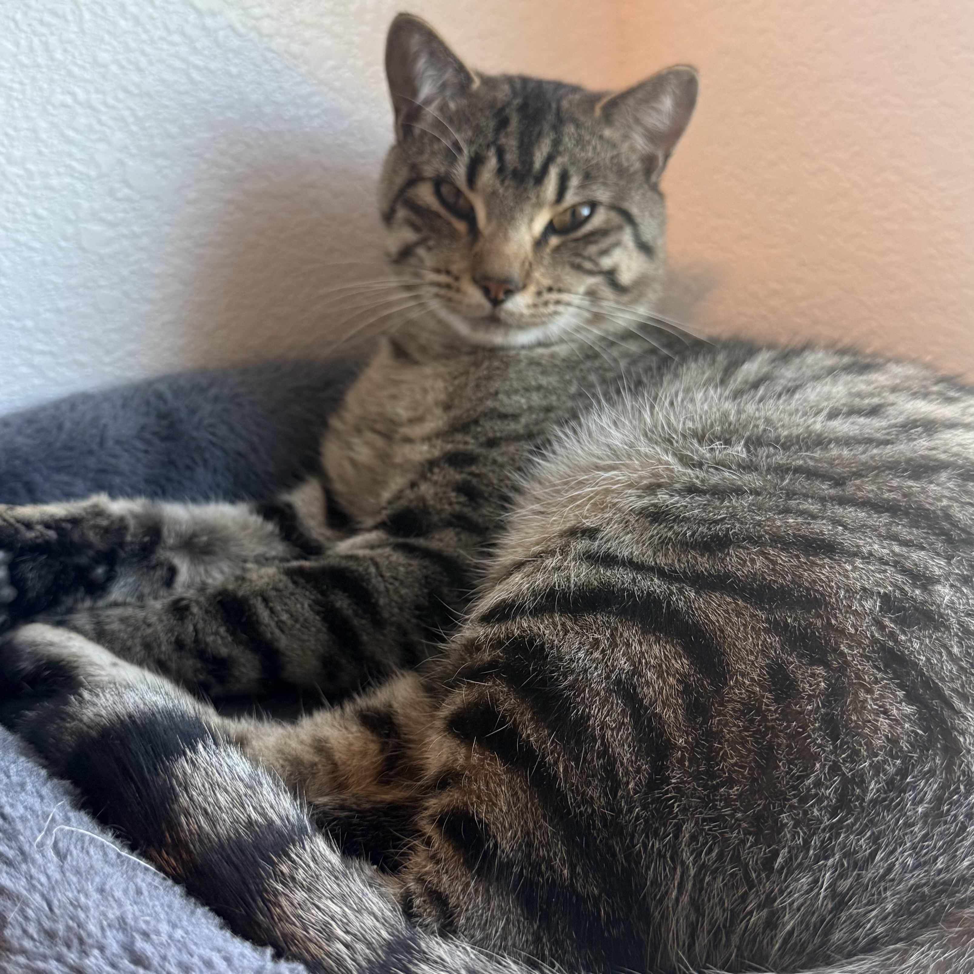 Enlarge Cookie, a Adoptable mixed breed in Colorado Springs, CO image 3/3