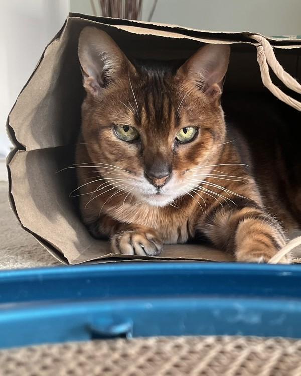 Enlarge Ms. Kitty, a Adoptable mixed breed in Novato, CA image 1/6