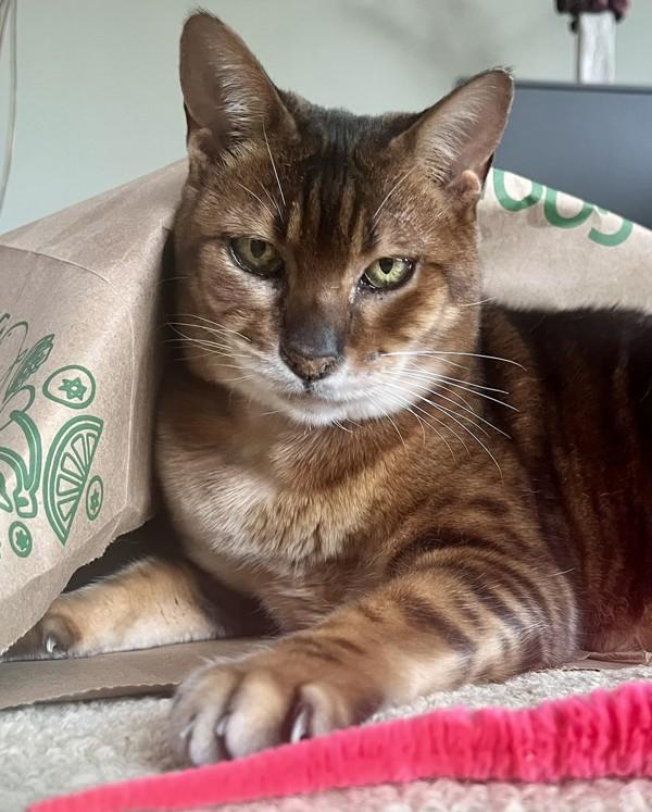 Enlarge Ms. Kitty, a Adoptable mixed breed in Novato, CA image 2/6