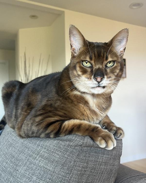 Enlarge Ms. Kitty, a Adoptable mixed breed in Novato, CA image 3/6