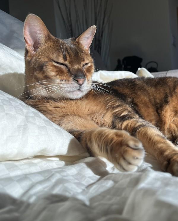 Enlarge Ms. Kitty, a Adoptable mixed breed in Novato, CA image 4/6