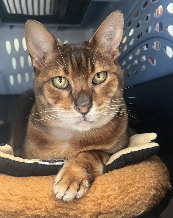 Enlarge Ms. Kitty, a Adoptable mixed breed in Novato, CA image 5/6