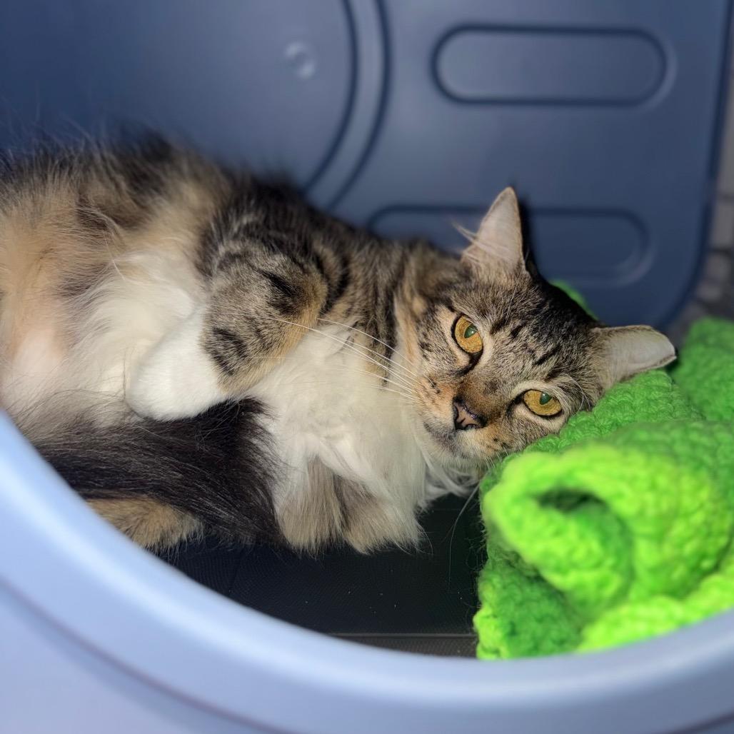 Misty, Adoptable, Adult Female Domestic Medium Hair.
