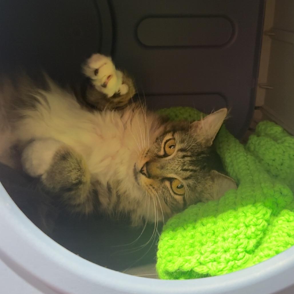 Enlarge Misty, a Adoptable Domestic Medium Hair in Sarasota, FL image 3/6