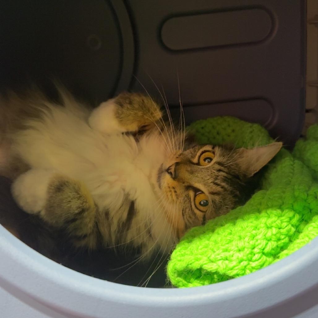 Enlarge Misty, a Adoptable Domestic Medium Hair in Sarasota, FL image 5/6