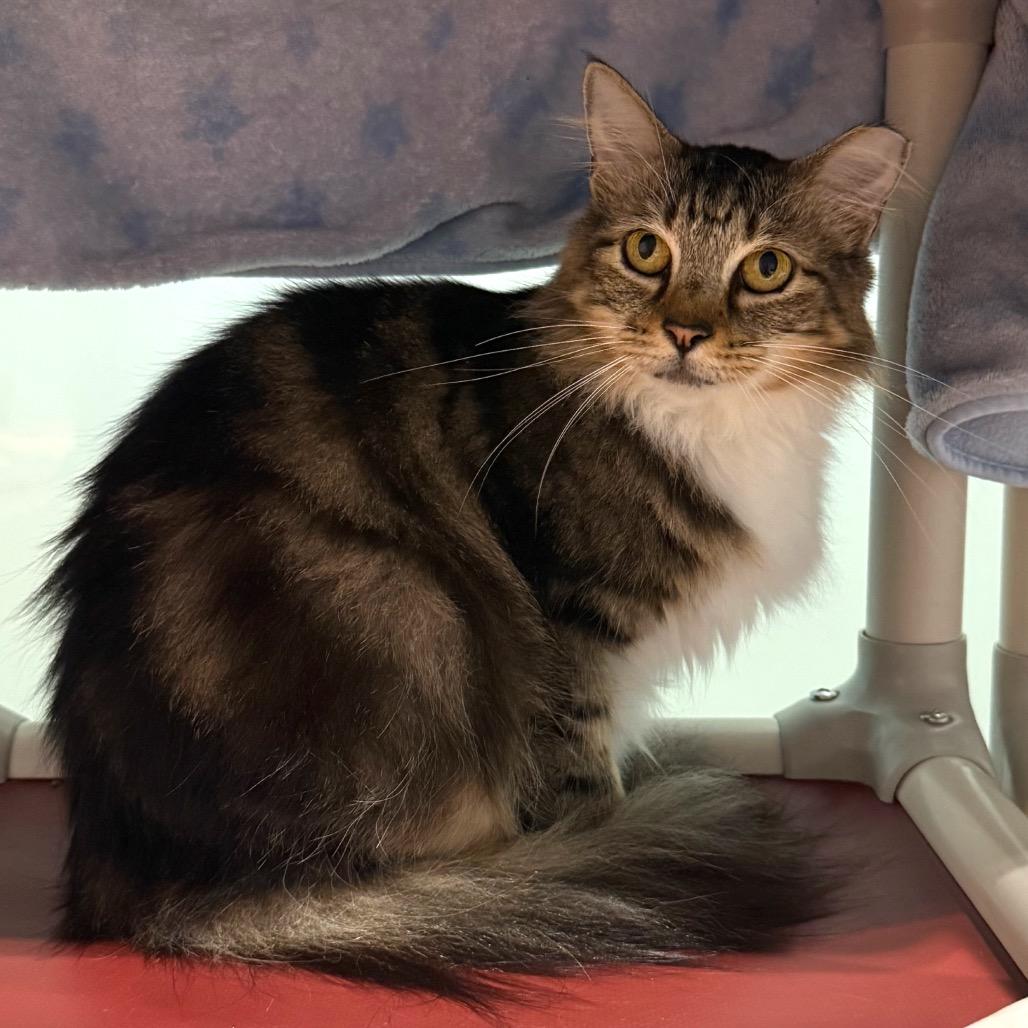 Enlarge Misty, a Adoptable Domestic Medium Hair in Sarasota, FL image 6/6