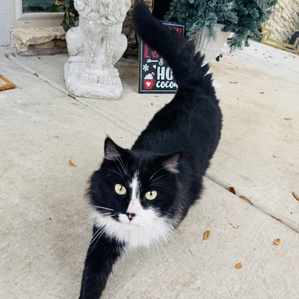 Sylvester, a Adoptable Domestic Long Hair in Denver, CO image 2/3