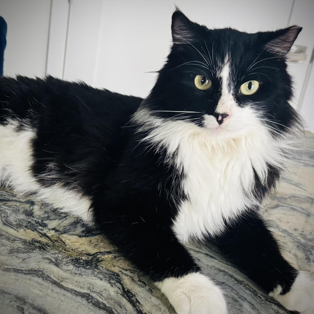 Sylvester, a Adoptable Domestic Long Hair in Denver, CO image 1/3