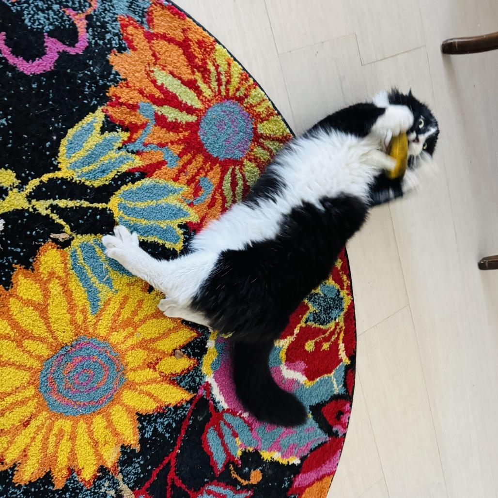 Sylvester, a Adoptable Domestic Long Hair in Denver, CO image 3/3