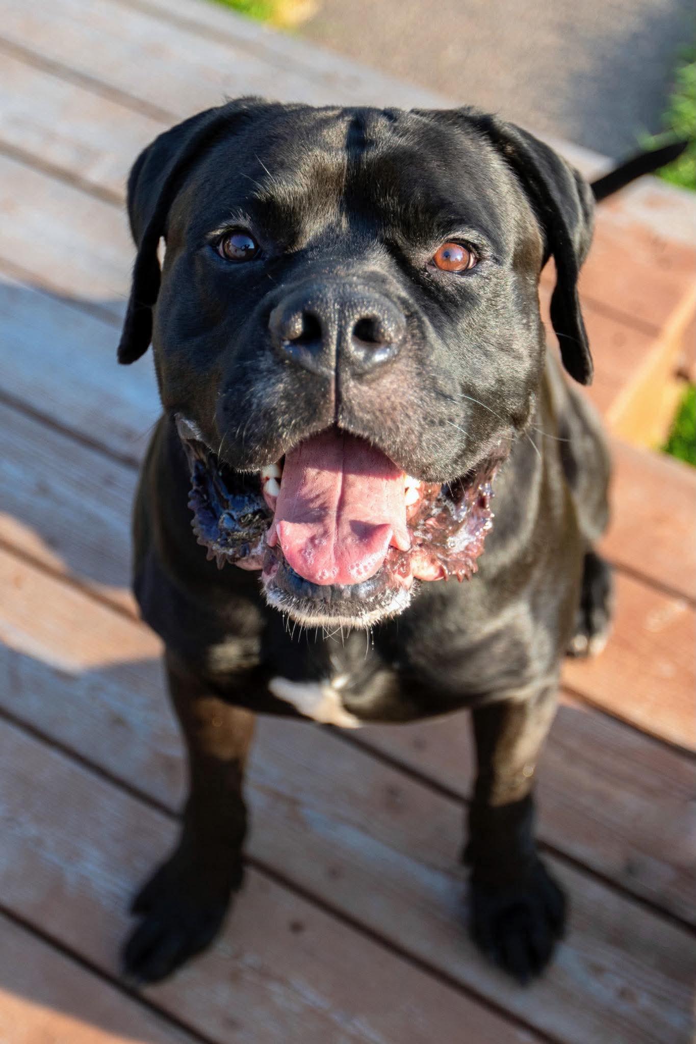 Aza, Adoptable, Young Male Cane Corso.
