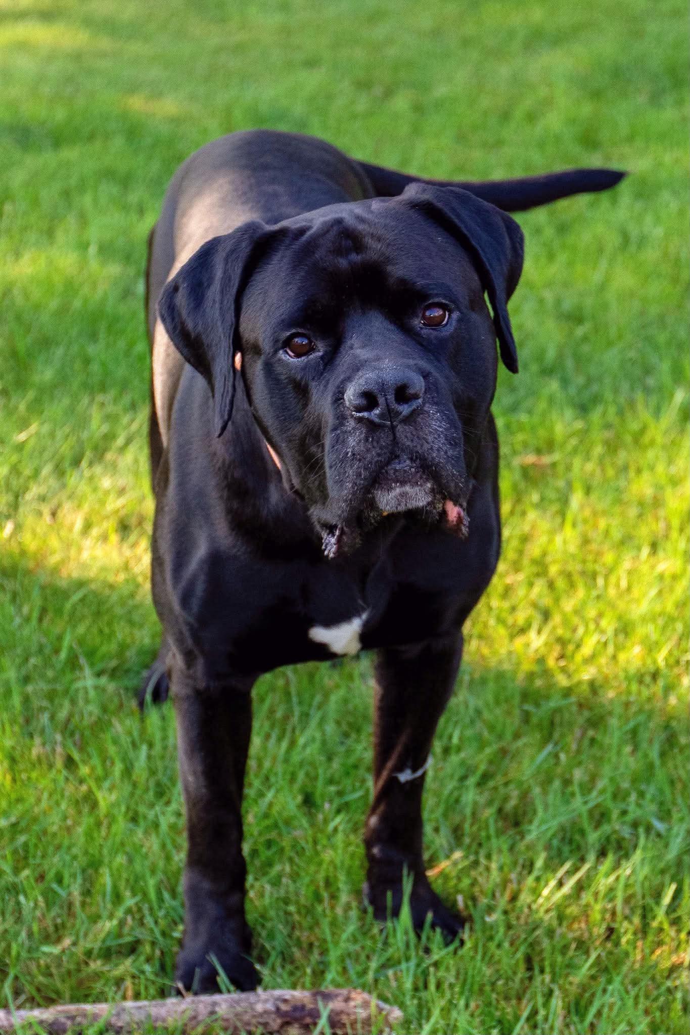 Aza, a Adoptable Cane Corso in Duluth, MN image 2/3